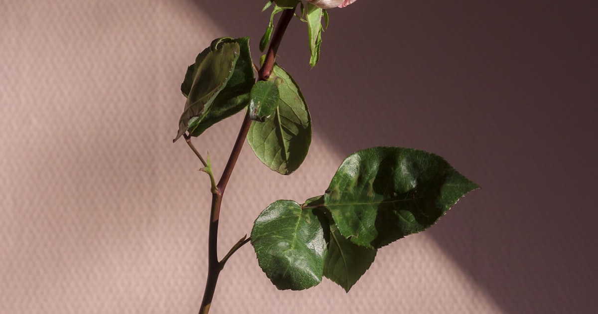 Romantic couple photographs and floral embellishments for a love scrapbook