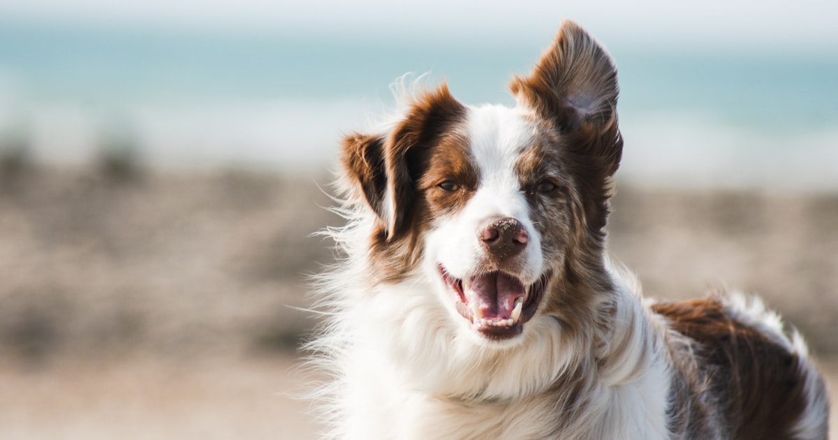 Dog sitting beside a scrapbook album with paw print embellishments